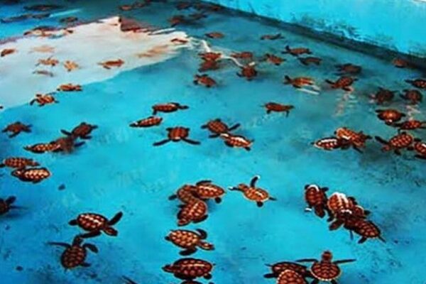 Tour Pulau Pramuka - Penakaran