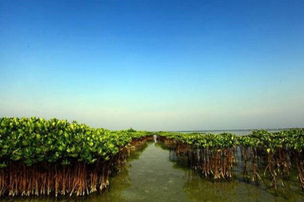 Tour Pulau Pramuka - Taman Mangrove